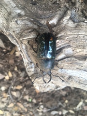 Streptocerus speciosus