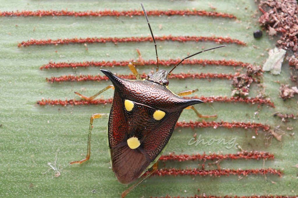 Carbula trimaculata