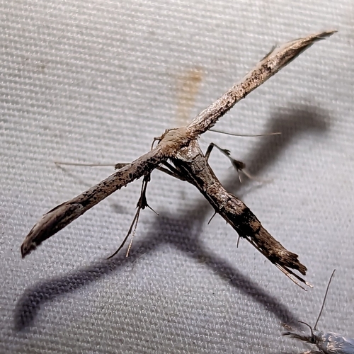 Joe-Pye Weed Plume Moth photo 2