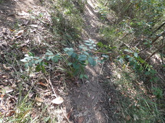 Breynia oblongifolia