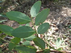 Breynia oblongifolia