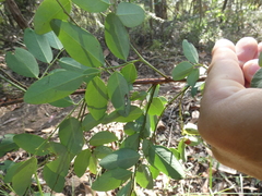 Breynia oblongifolia