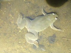 Xenopus
