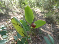 Breynia oblongifolia