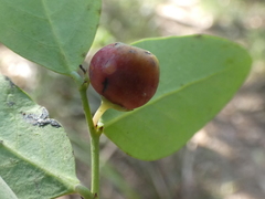 Breynia oblongifolia