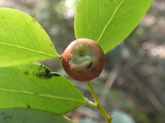 Breynia oblongifolia