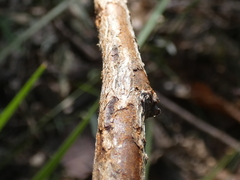 Breynia oblongifolia