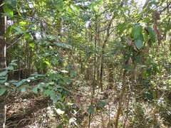 Breynia oblongifolia