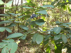 Breynia oblongifolia