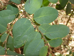 Breynia oblongifolia