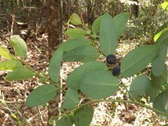 Breynia oblongifolia