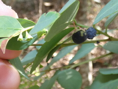 Breynia oblongifolia