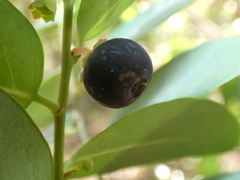 Breynia oblongifolia