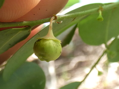 Breynia oblongifolia