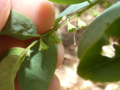 Breynia oblongifolia