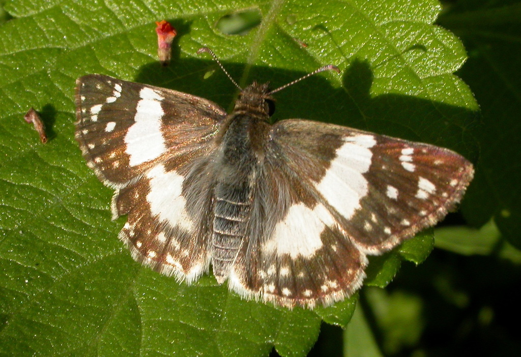Erichson’s White-Skipper