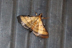 Cnaphalocrocis