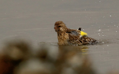 Crithagra atrogularis