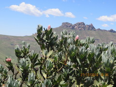 Protea subvestita