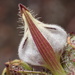 Cordylanthus rigidus - Photo (c) nathantay, algunos derechos reservados (CC BY-NC)