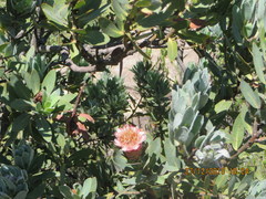 Protea subvestita