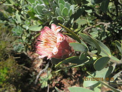Protea subvestita