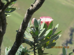 Protea subvestita
