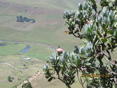 Protea subvestita