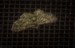 Chloroclystis mniochroa