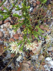 Euchaetis longibracteata