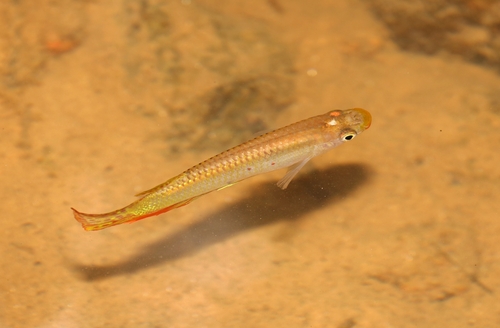 Ceylon killifish (Aplocheilus dayi) — Aplocheilidae