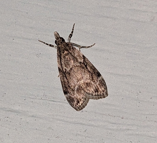 Eudonia spenceri photo 5