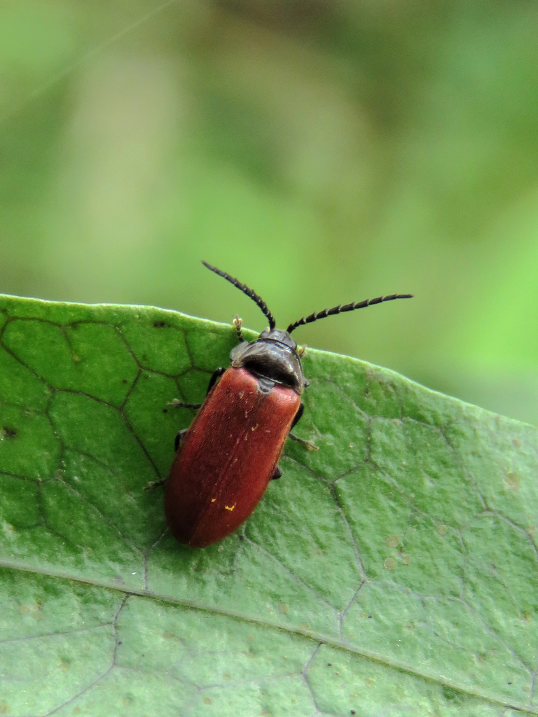 Ototretinae
