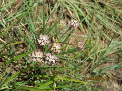 Asclepias cucullata cucullata