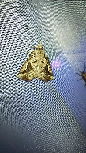 Phyllopalpia triangulum