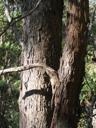 Lophostemon confertus