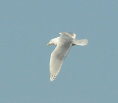 Larus glaucoides kumlieni