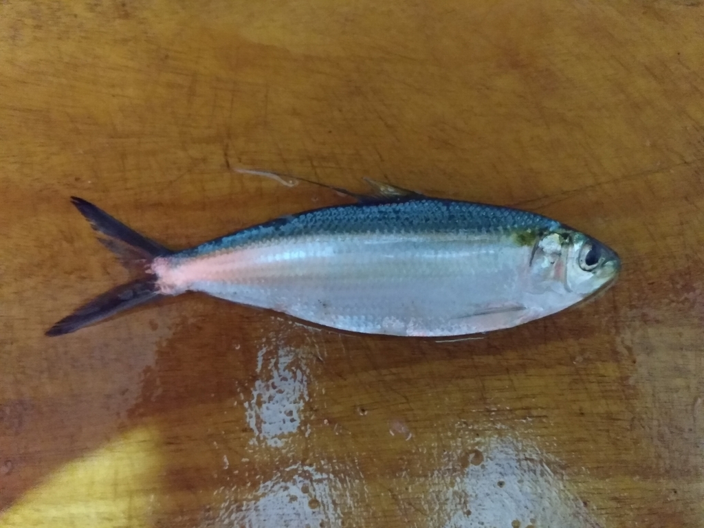 Pacific thread herring