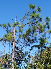 Pinus caribaea