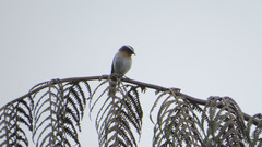 Ochthoeca rufipectoralis