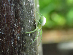 Aoaraneus pentagrammicus