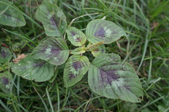 Amaranthus tricolor