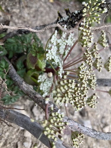 Angelica morii, photograph 5