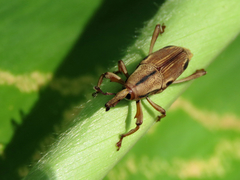 Sphenocorynes kosempoensis