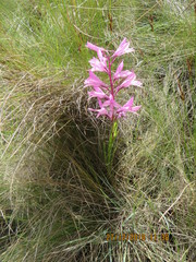 Disa pulchra