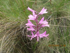 Disa pulchra