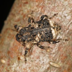 Cryptorhynchus lapathi