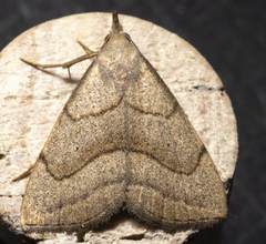 Macrochilo litophora