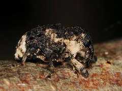 Cryptorhynchus lapathi