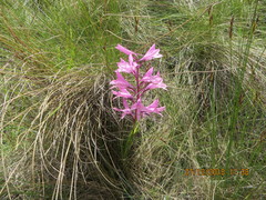Disa pulchra